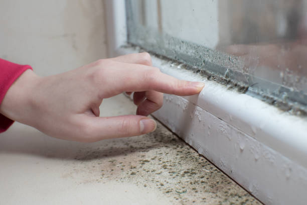 Mold Remediation for Rental Properties in Hockinson, WA